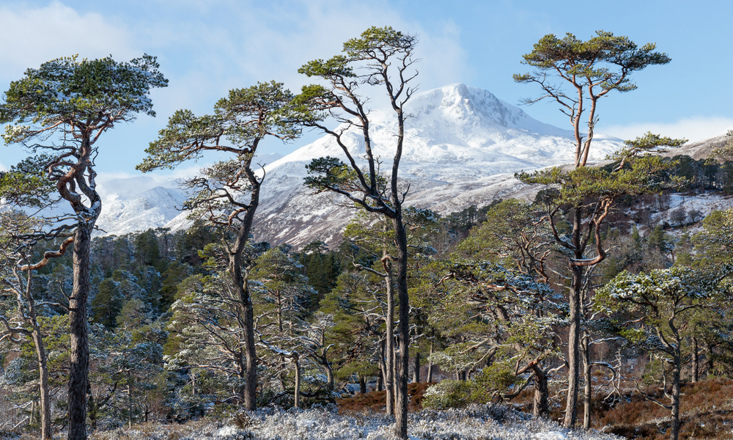 Caledonian pines with a snowy mountain in the background