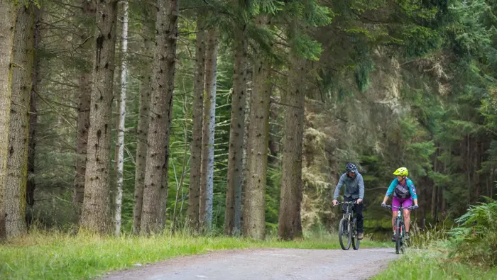 Two mountain bikers on a forest road.