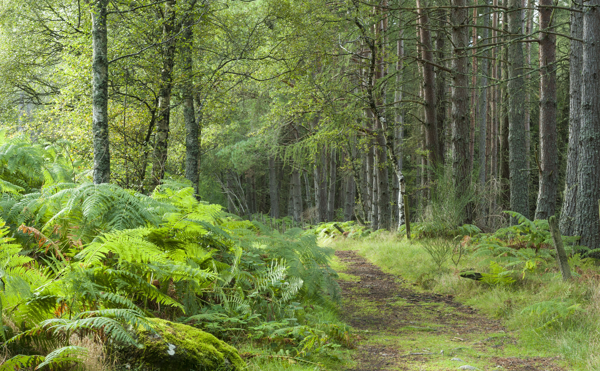 A mossy and ferny path at Scolty, Moray and Aberdeenshire District