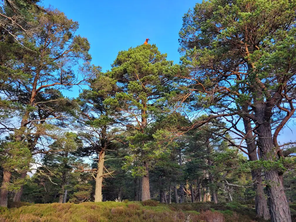 Man in hi-vis jacket hanging to the top of a tall tree