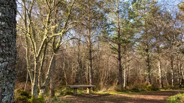Bench at the side of a path in the forest.