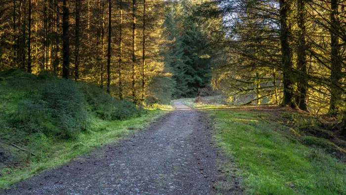 Path through back lit trees.