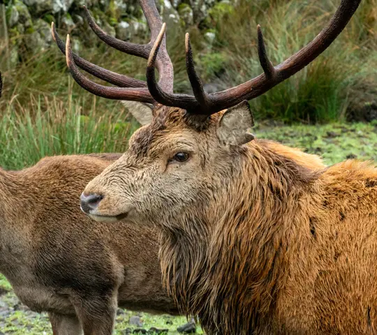 Two red deer.