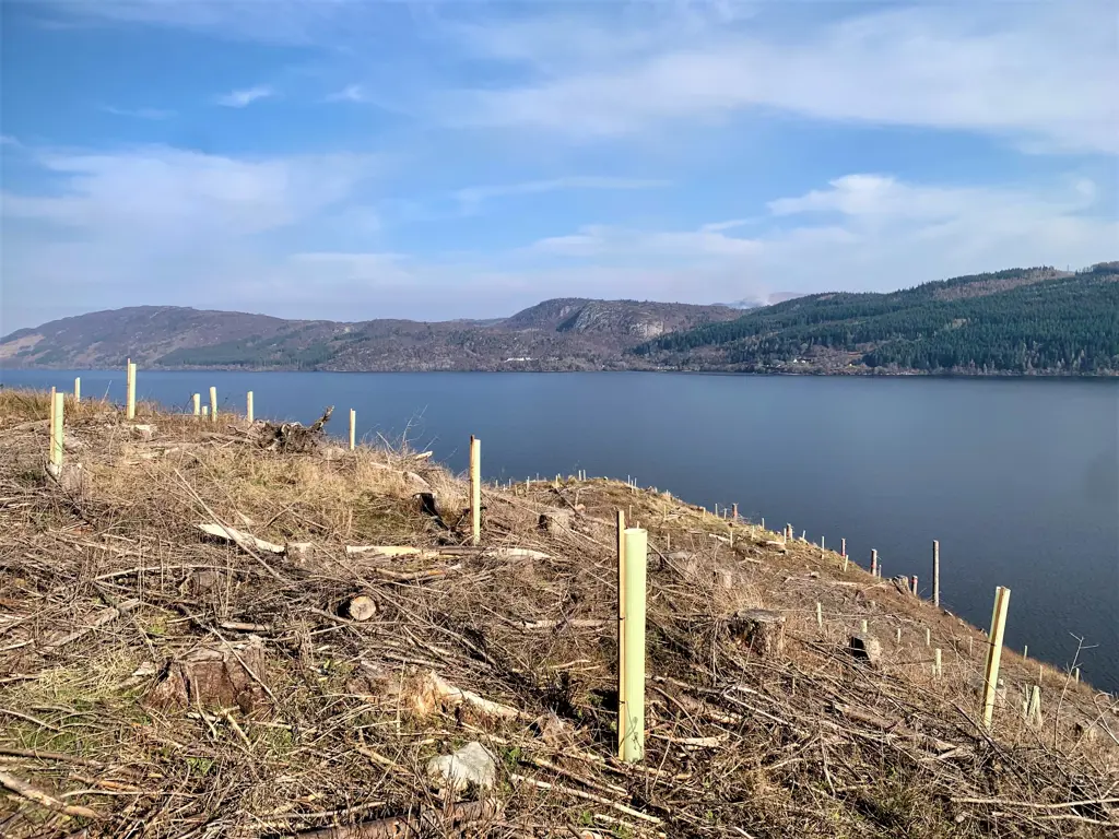 Tree tubes on a hillside over a loch.
