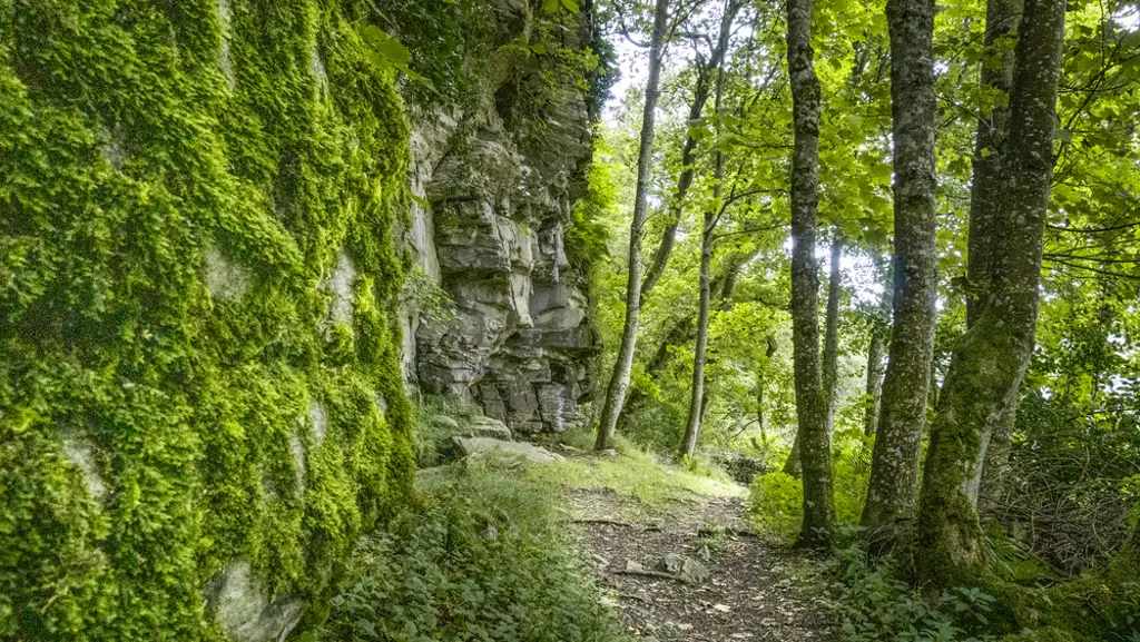 A rocky path next to a cliff in a dense sunny forest.