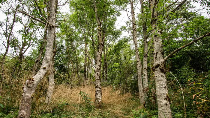 A mixed forest with grasses