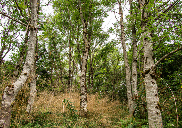 A mixed forest with grasses