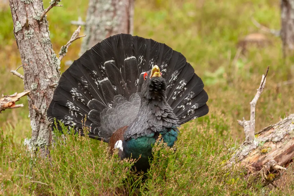  Capercaillie standing in heather displaying its tail.
