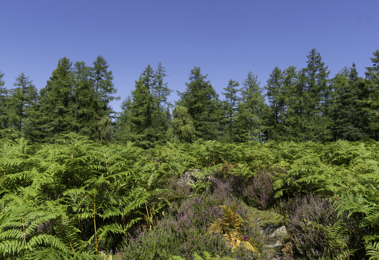 A stone in a field of bracken with trees behind