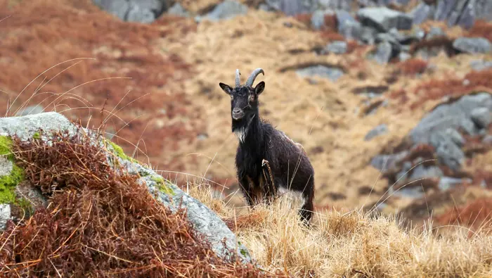 Goat in moorland, Wild Goat Park, Newton Stewart