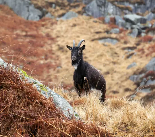Goat in moorland, Wild Goat Park, Newton Stewart