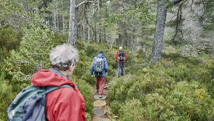 Three hikers in red and blue jackets carrying rucksacks walk in single file along marked trail through forest of trees and heather, Dog Falls, Glen Affric