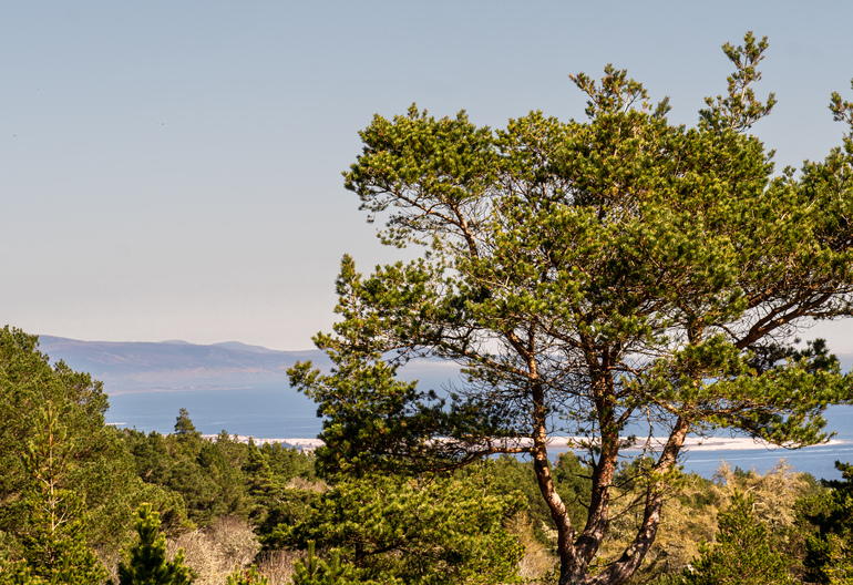A scots pine on the top of a hill