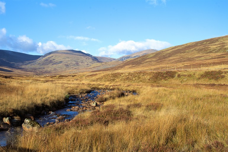 Young trees planted along a burn with hills behind