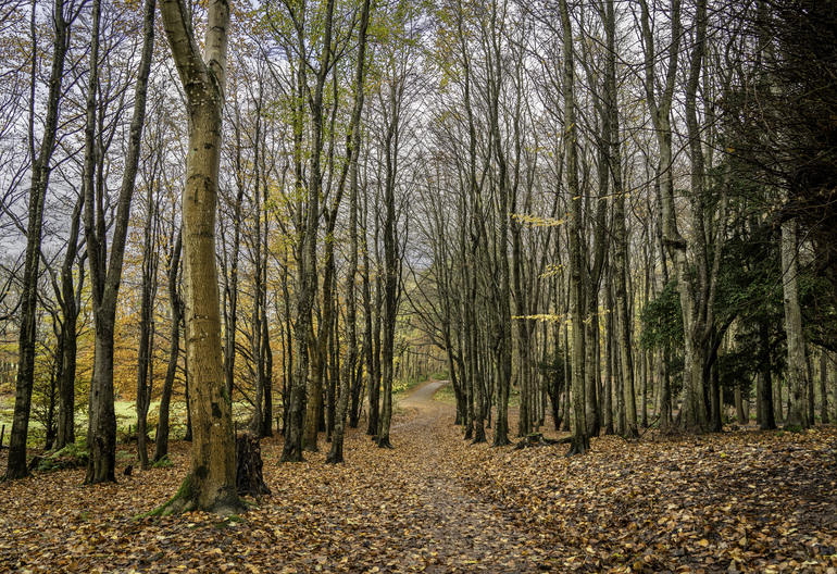An autumn walking trail in a forest