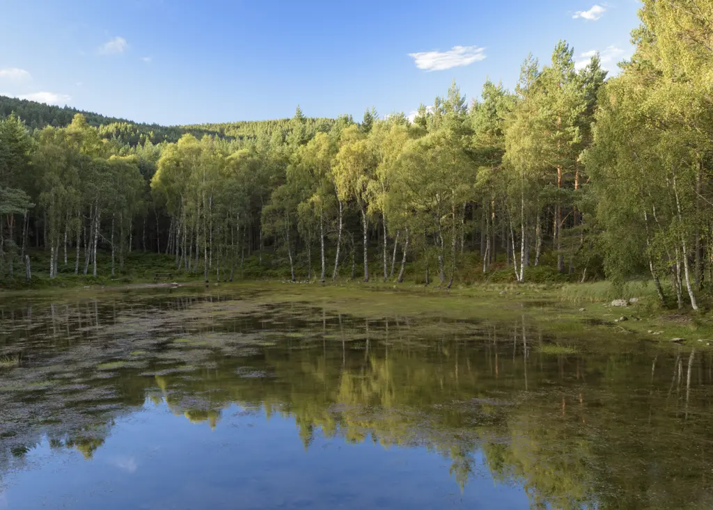 A mixed forest on the edge of a pond.
