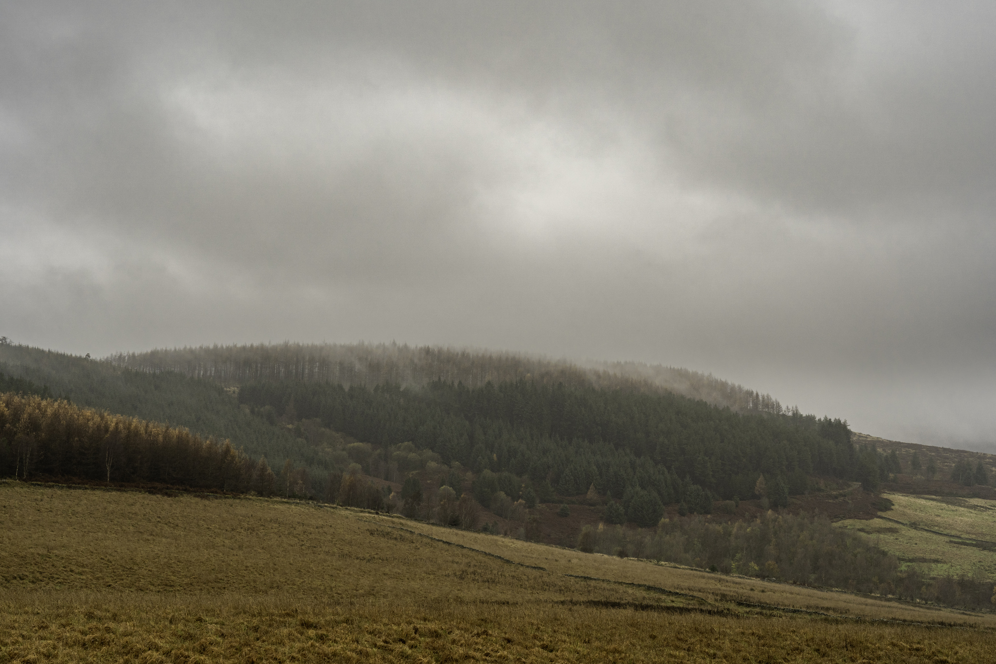 A field with a forested hillside behind