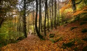  A dog walker in Weem forest Perthshire during autumn