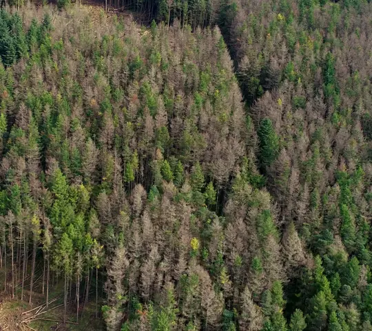 diseased trees in a forest