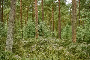 Trees and heather, Devilla Forest, near Kincardine