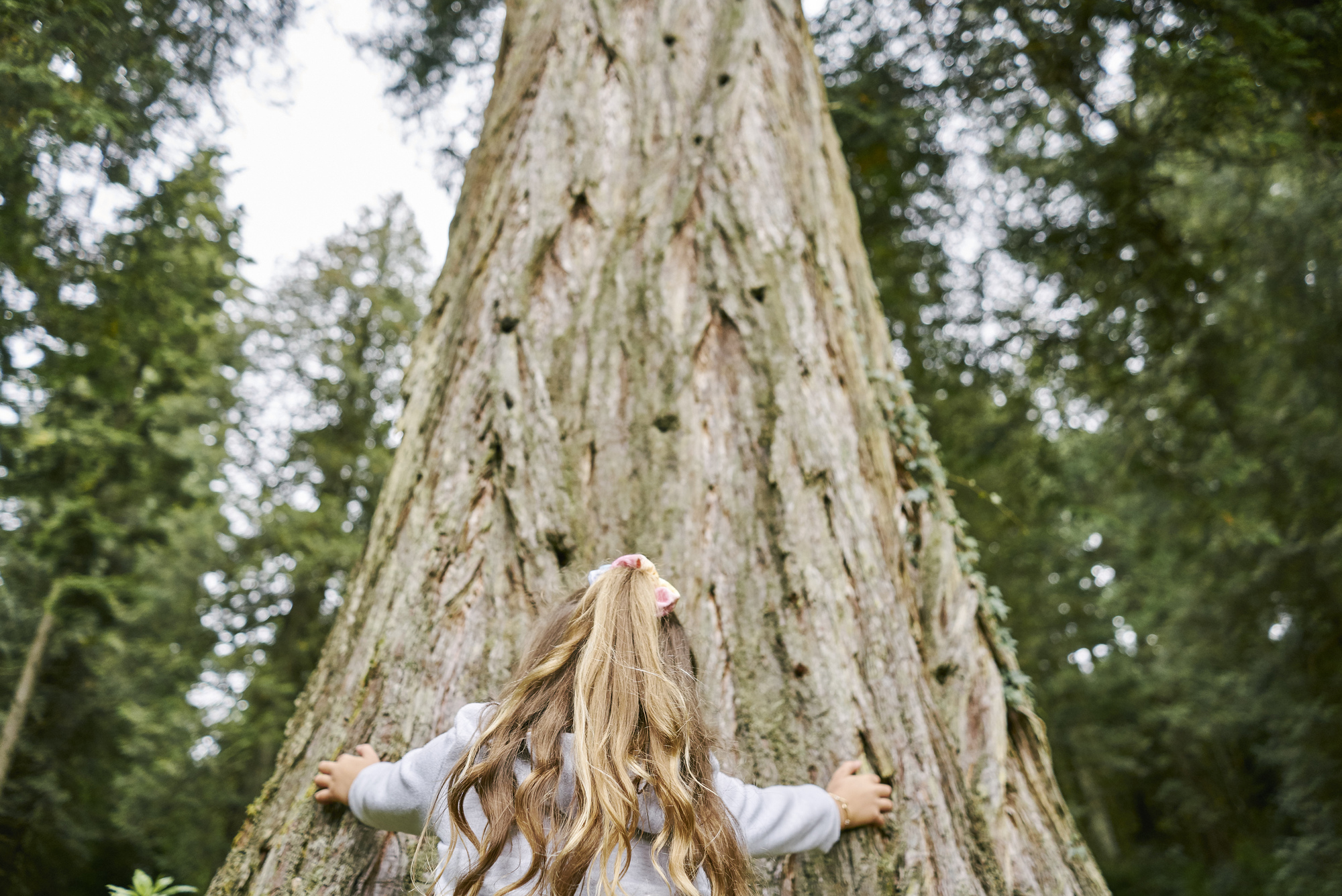 Young girl hugs trunk of giant conifer looking skywards, Benmore forest, near Dunoon