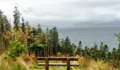A bench overlooking the ocean and conifer forest 