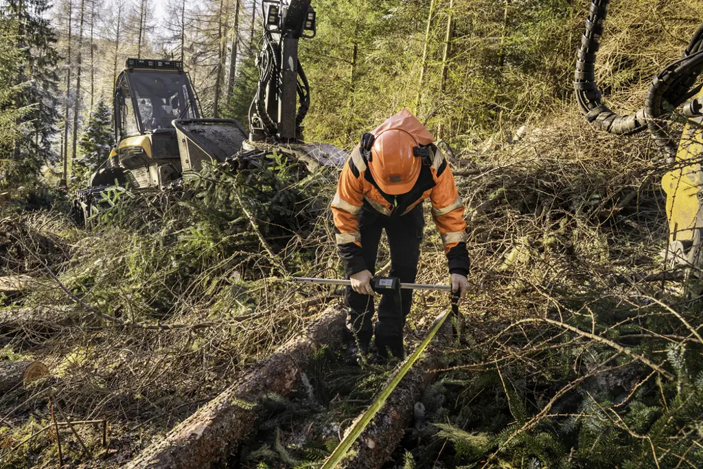 A person in safety gear in a harvesting site measuring a tree with a harvester in the background.