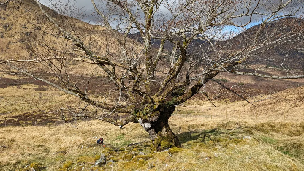Elm tree in a valley.