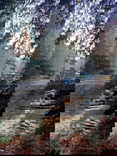 A tractor is in the process of felling a Sitka spruce. Felled logs are in the foreground of the image.