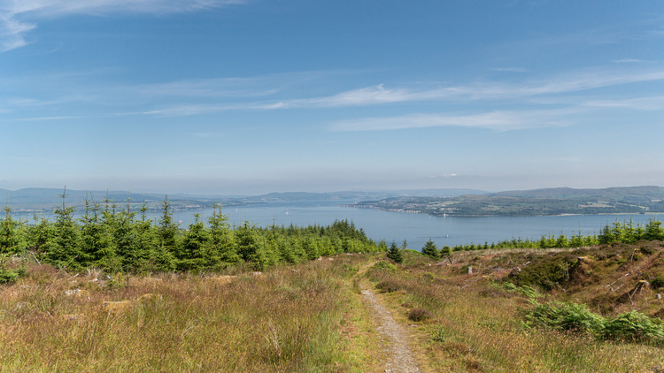 A forest path through a meadow with a young pine wood and the sea below