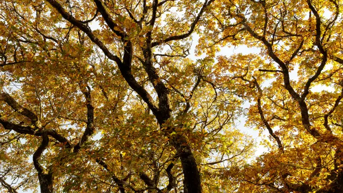 Looking up at autumn leaves.