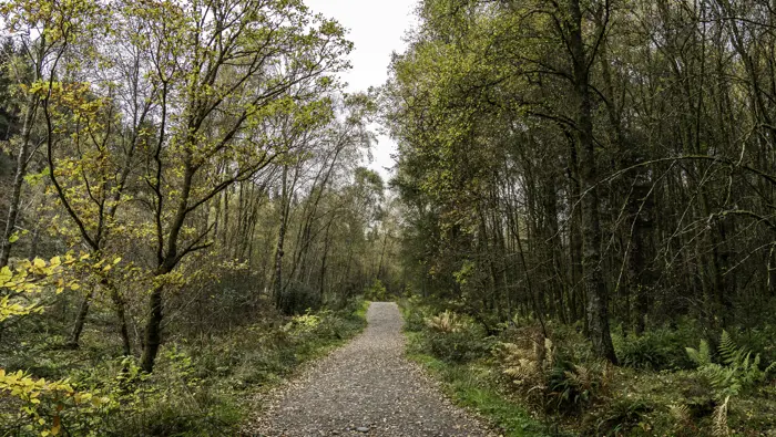 Path with trees either side in autumn.