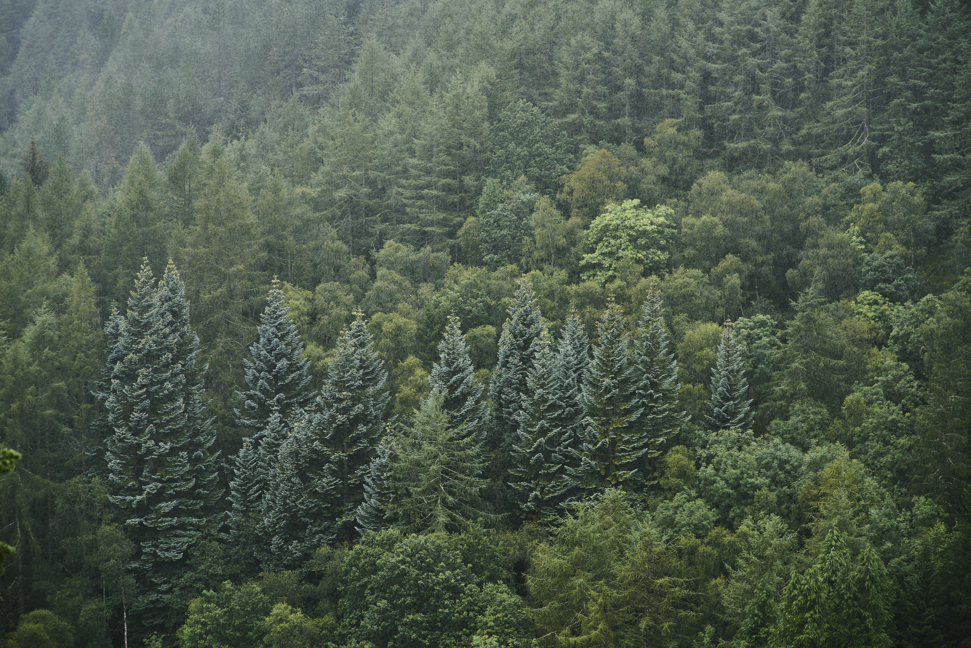 Hillside of dense mixed conifer forest, Loch Arkaig, near Fort William