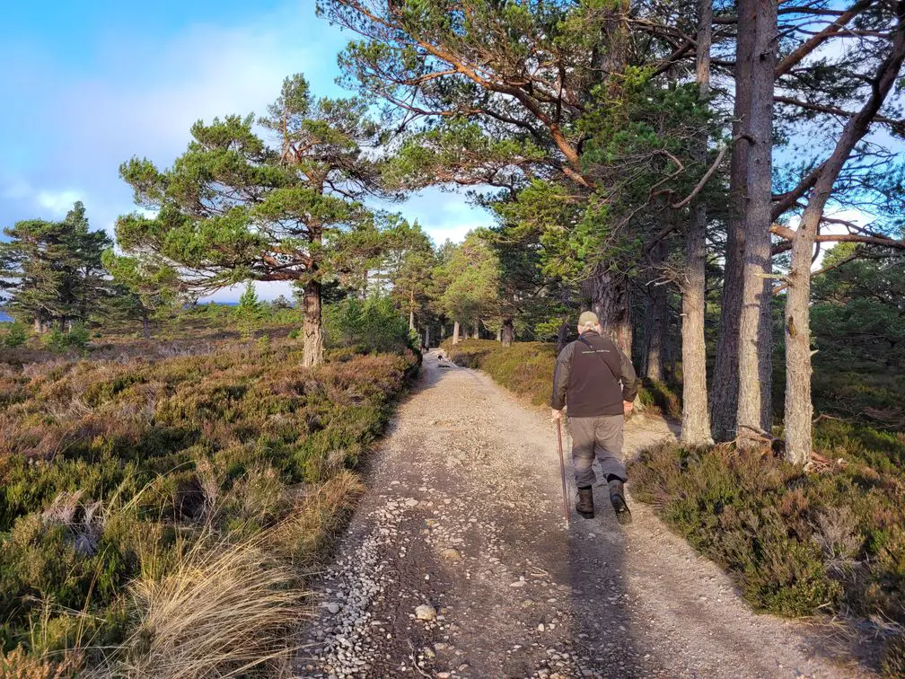 Man with stick walking on a forest track with threes to the sides.