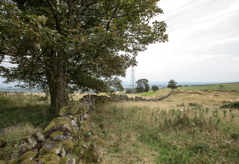 A stone wall in a meadow with long grass and a broadleaf tree