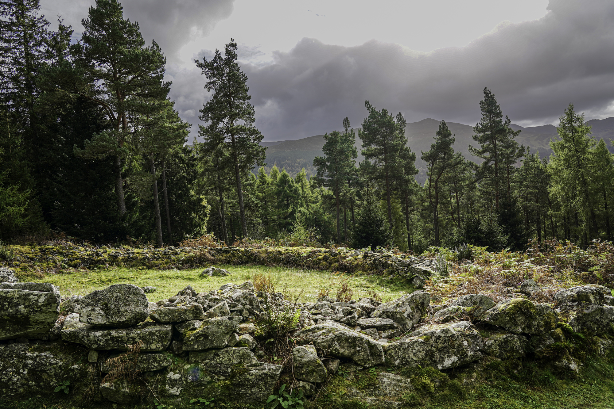 A ring of stones in a forest
