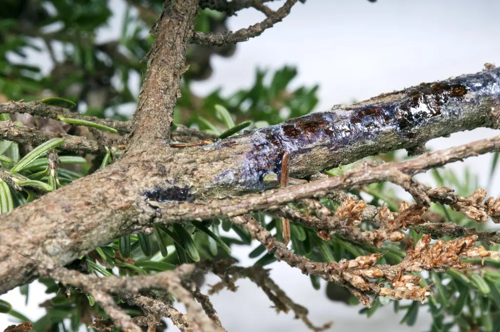 Infected branch.