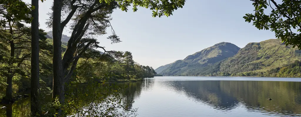 Loch and forested hillside framed by a tree in the foreground.