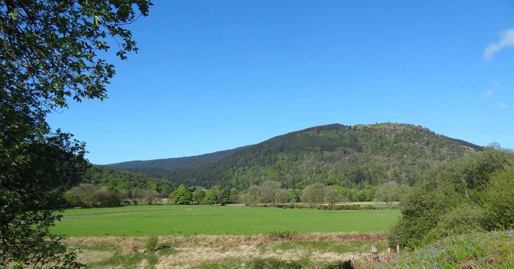 Green field with forested hill in the background.