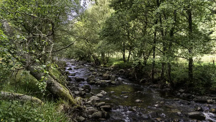 A shallow rocky river through a forest