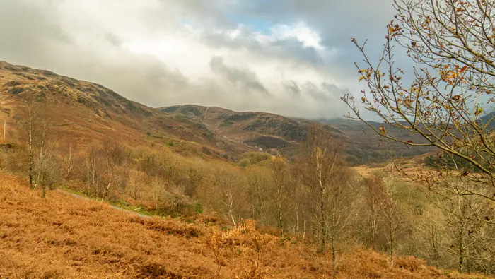 A valley with orange bracken and bare trees with conifer trees on the hillside.