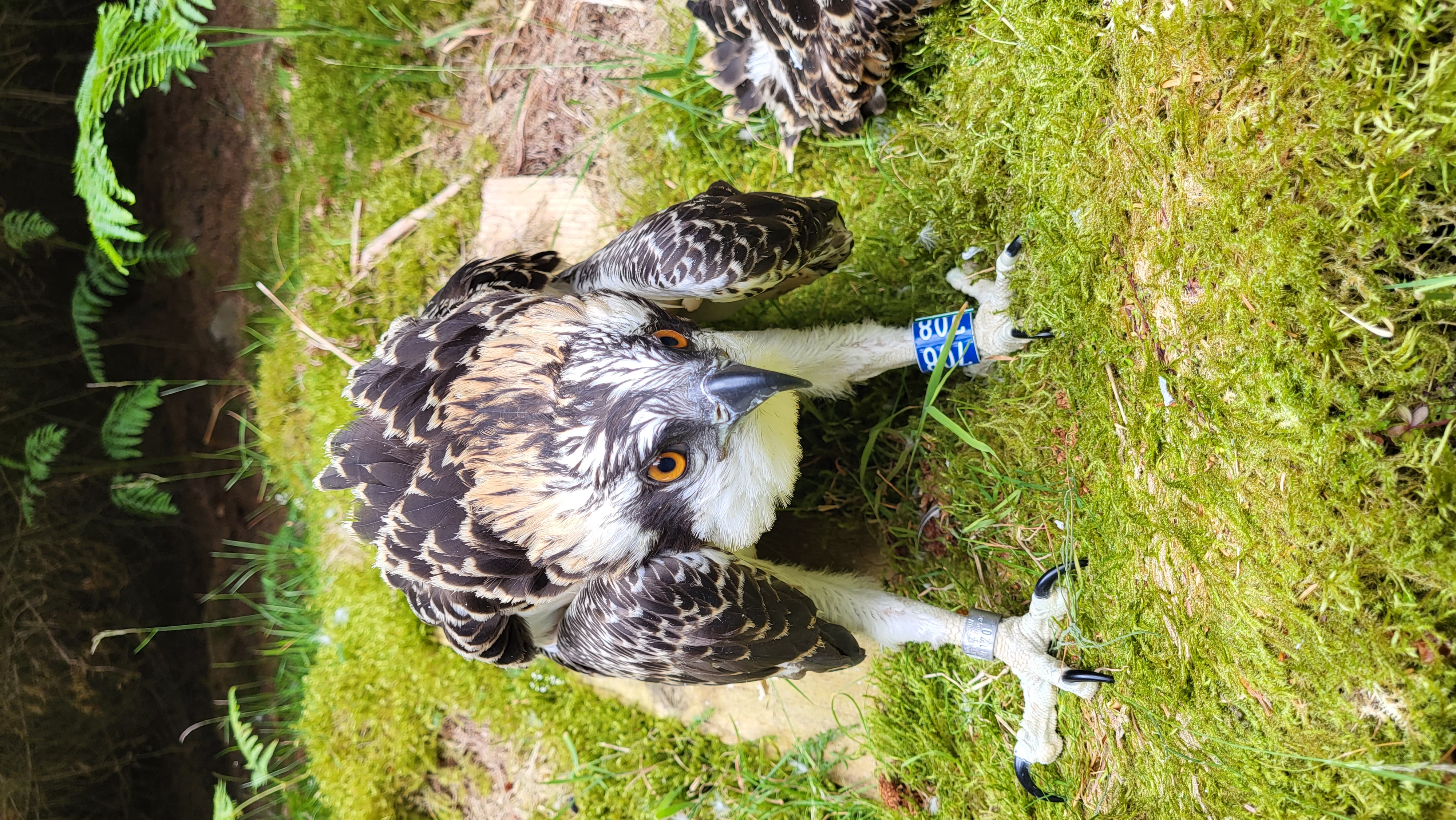 Close up of osprey on grassy nest