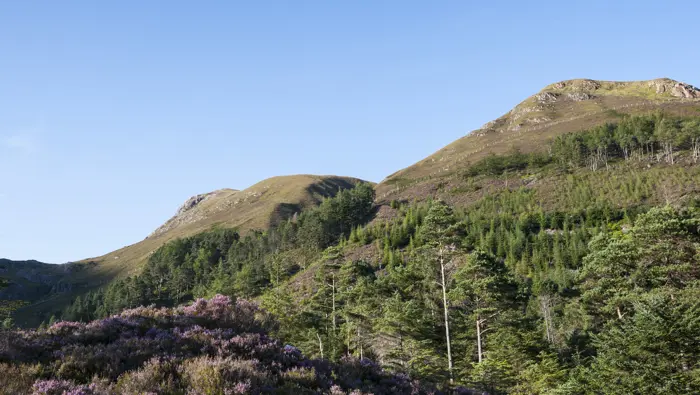 Heather and trees in the foreground with hills in the background.