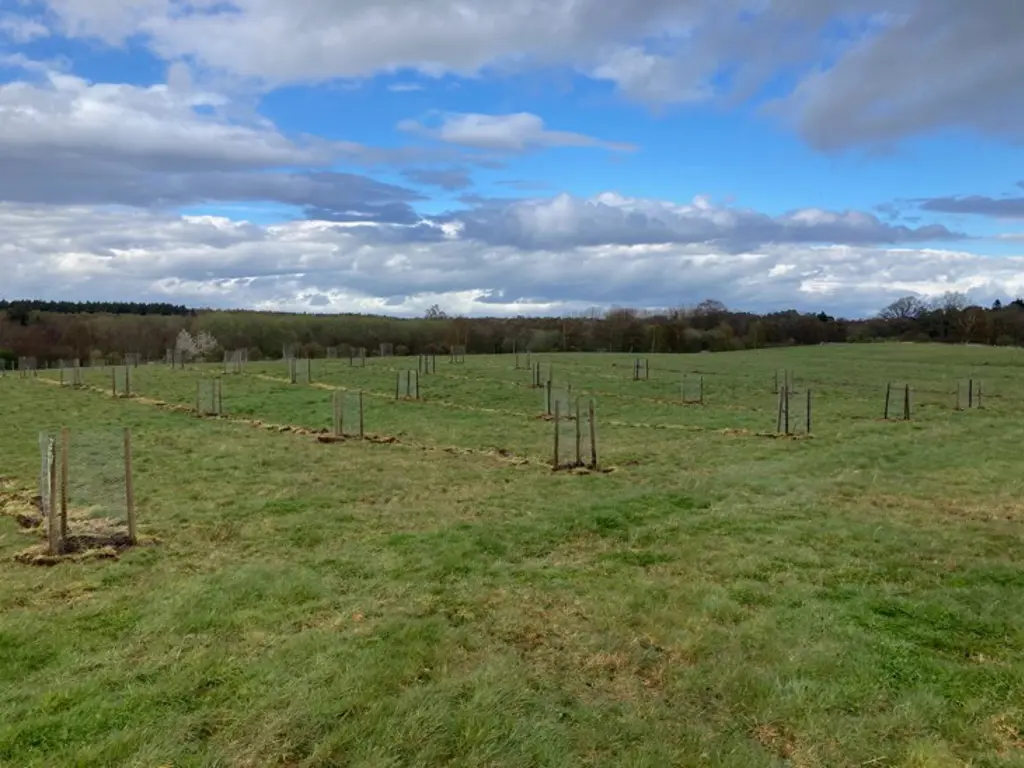 A field of planted apple trees with deer protection around them.