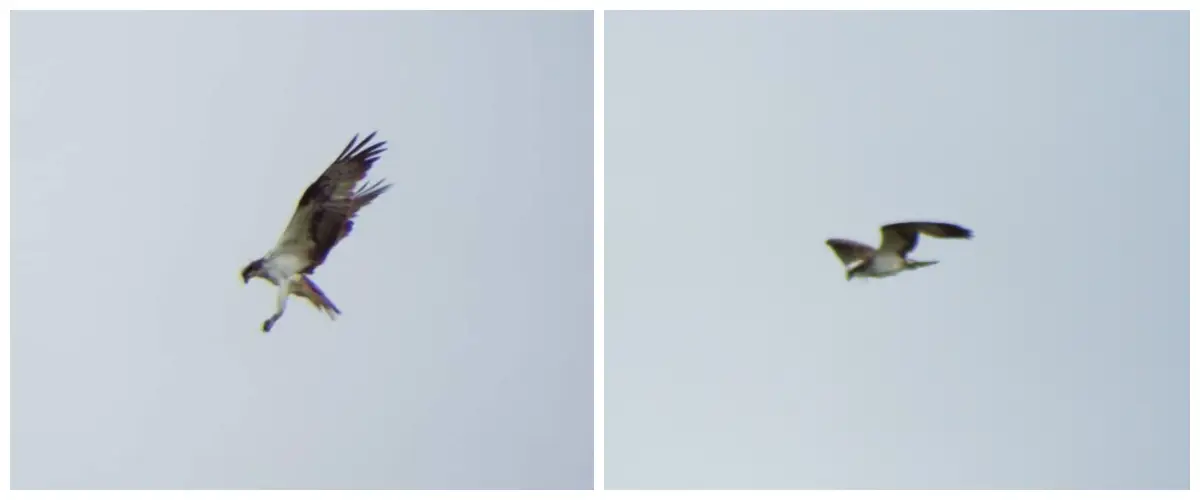 Two photos of an osprey flying above Innerleithen