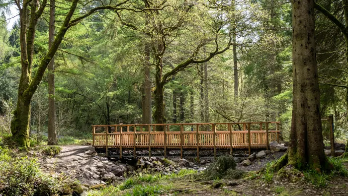 Bridge over water with tall trees around it.
