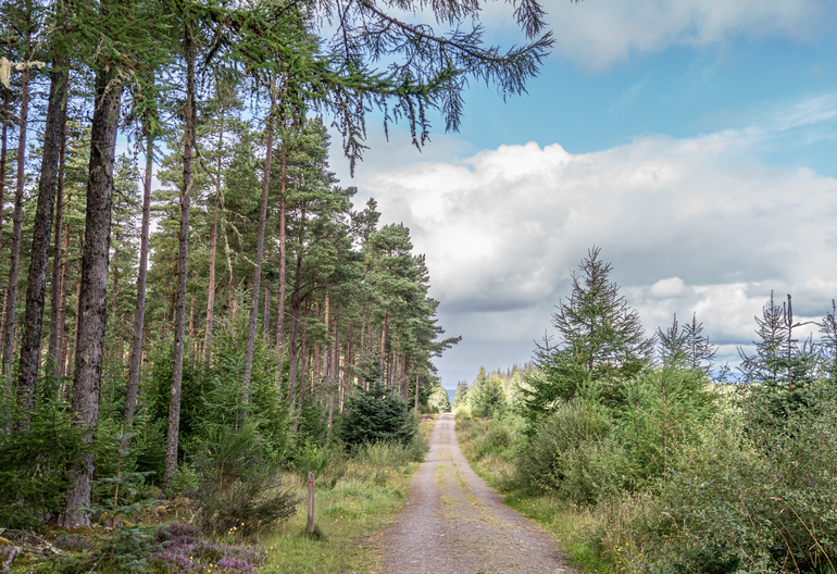 A gravel path with scots pine on one side and young trees on the other
