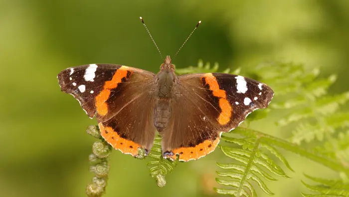 Red Admiral butterfly (Vanessa atalanta)