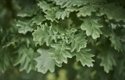 Oak leaves.