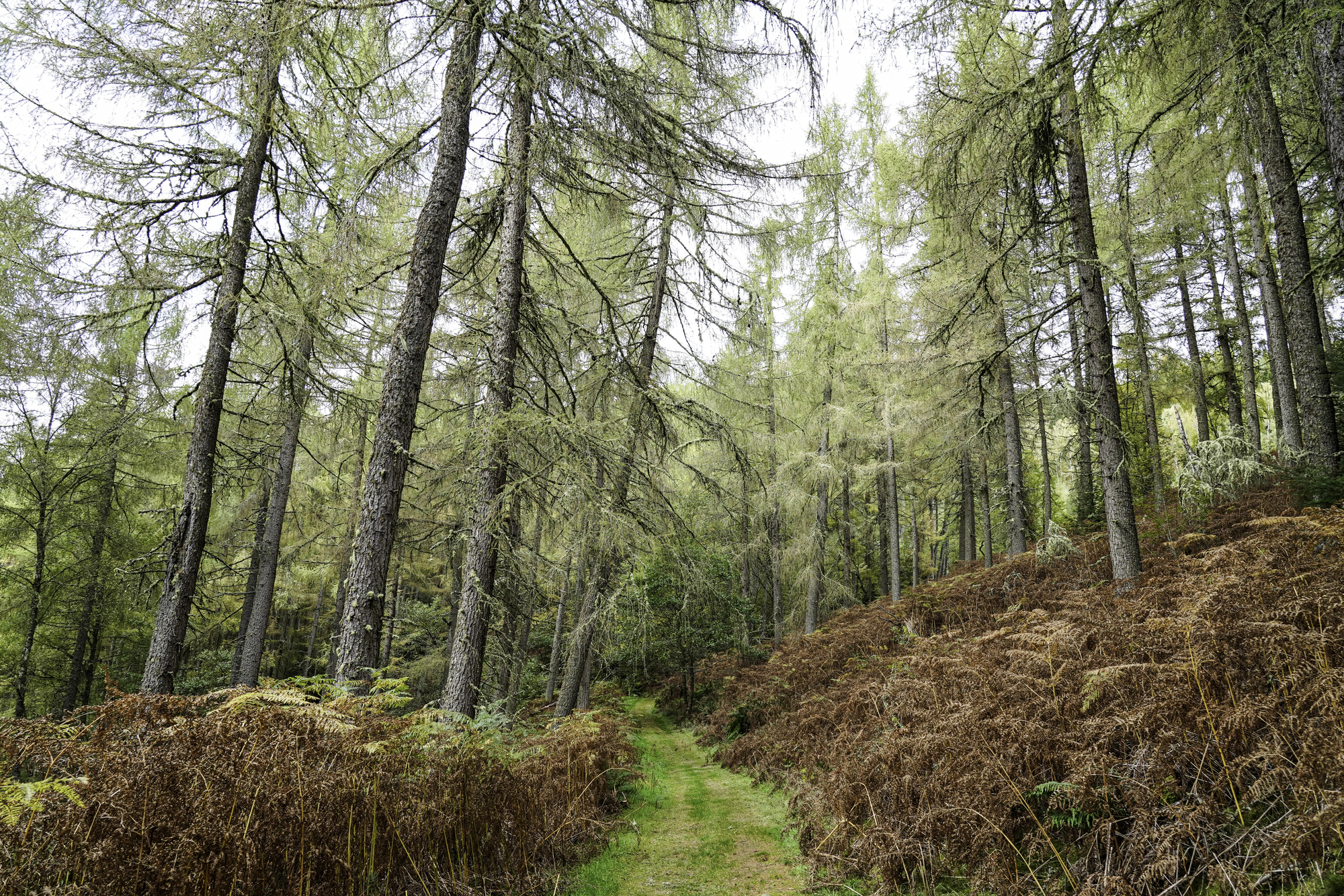 A grassy path through bracken in a forest